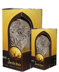 TWO ROSE OF JERICHO