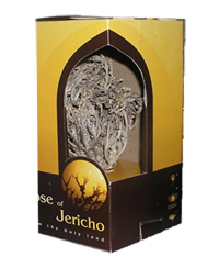 Rose of Jericho