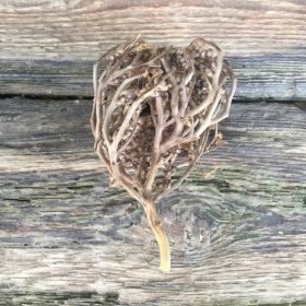 The real Rose of Jericho - The resurrection plant