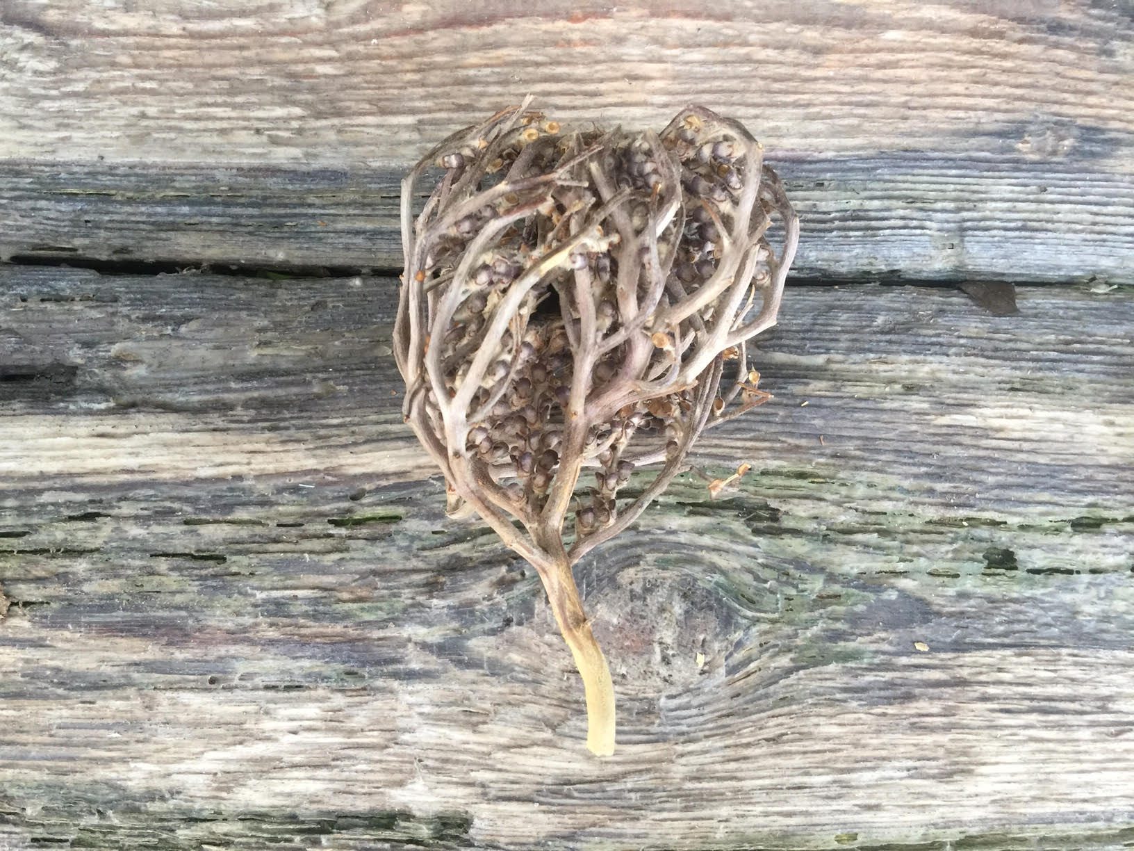 The real Rose of Jericho - The resurrection plant
