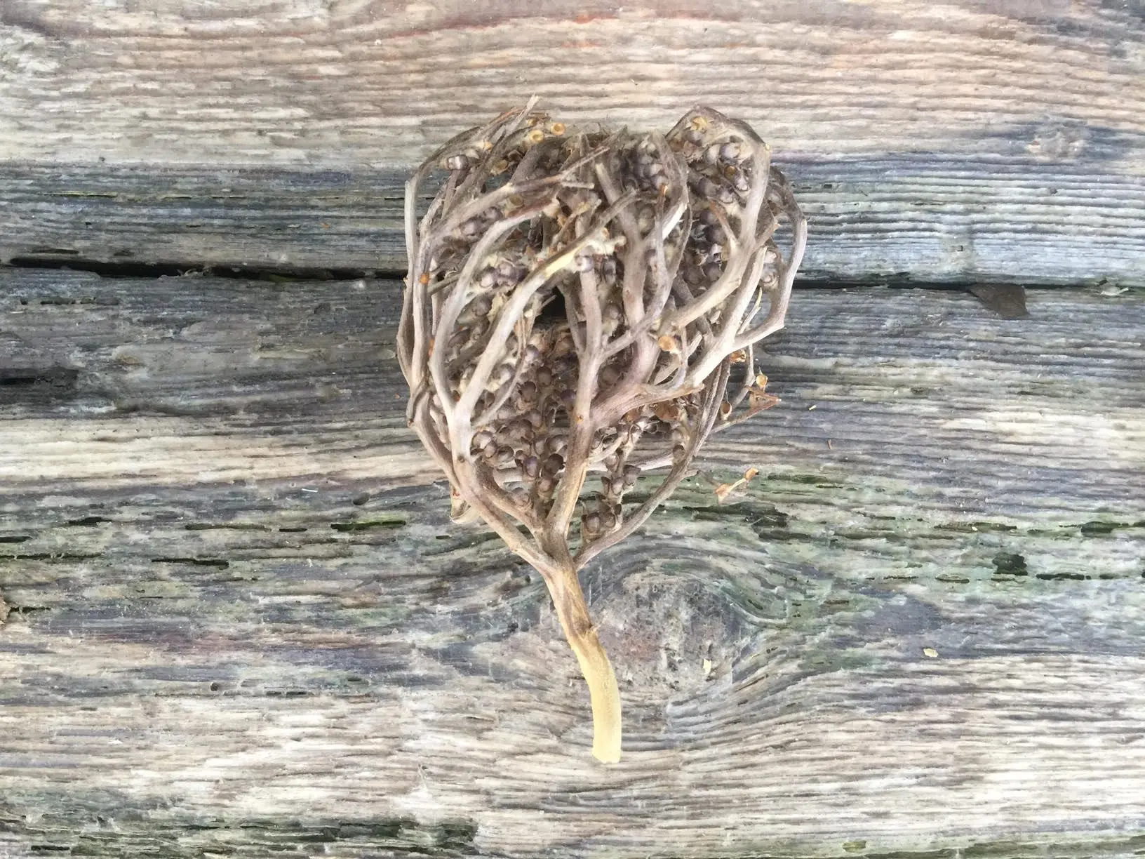 The real Rose of Jericho - The resurrection plant