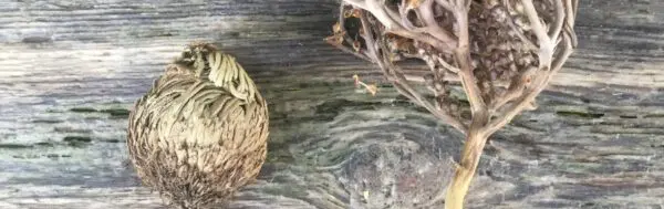 Rose of Jericho - Image 3