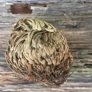 Alternative view of Rose of Jericho