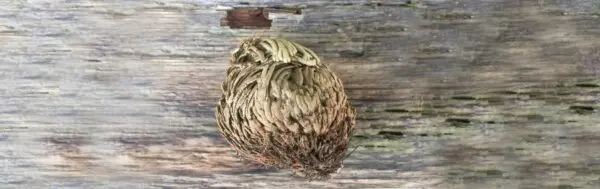 Rose of Jericho - Image 2
