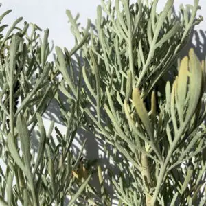 Alternative view of Artemisia arborescens