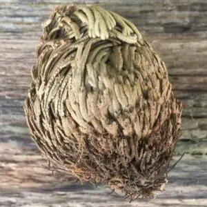 Rose of Jericho