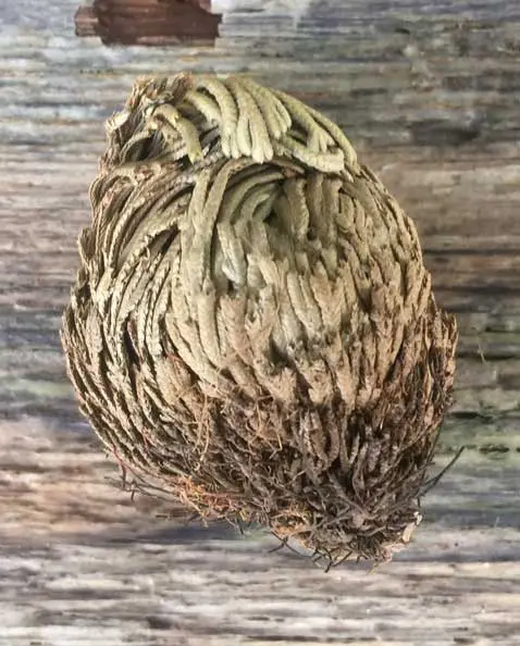 Rose of Jericho